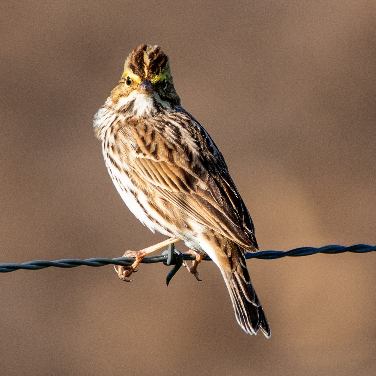 Savannah Sparrow - ML618355455