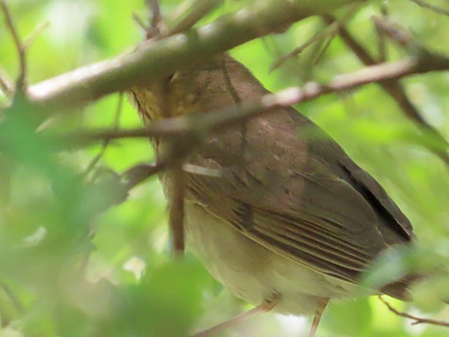 Swainson's Thrush (Olive-backed) - Nancy Anderson