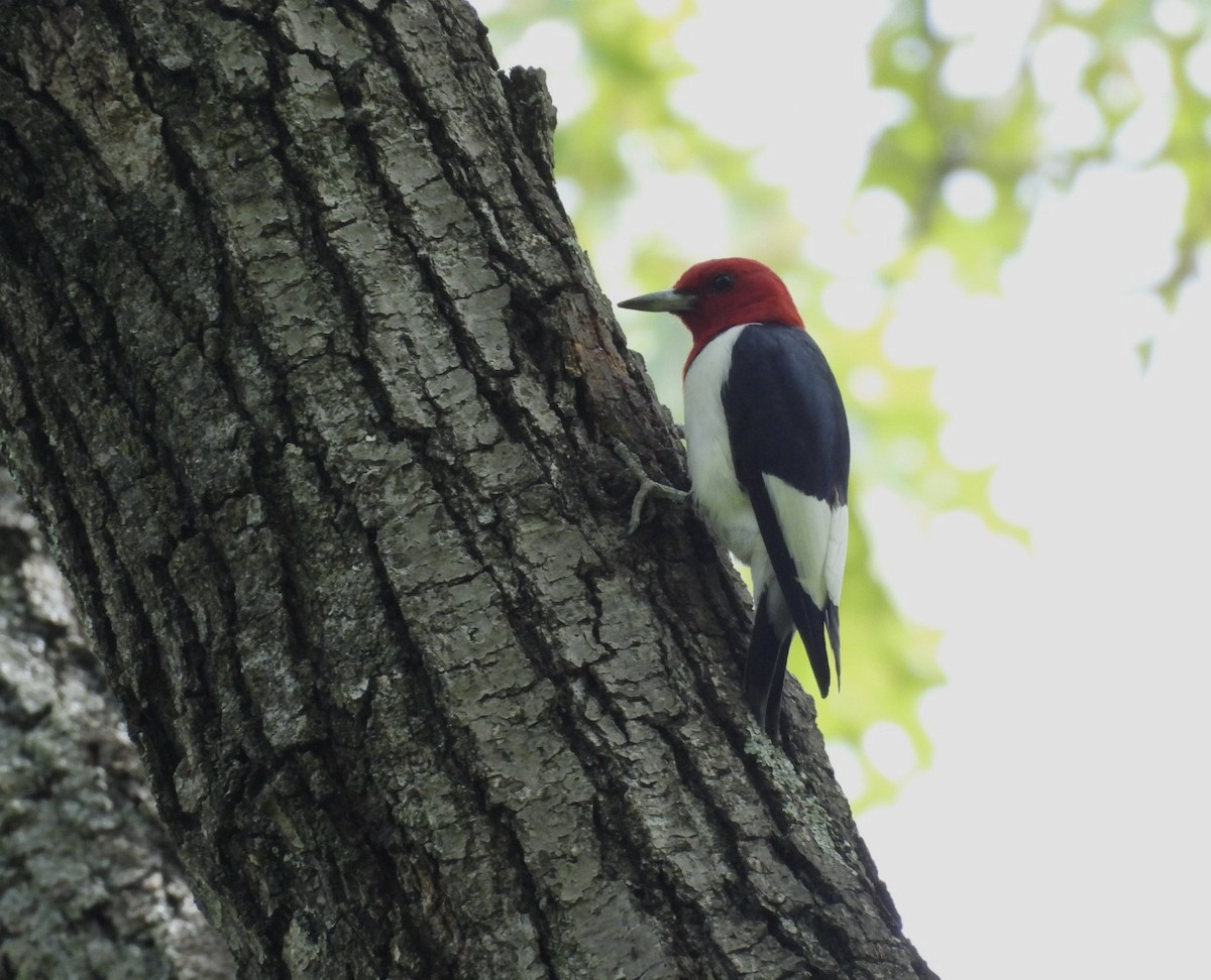 Red-headed Woodpecker - ML618355468