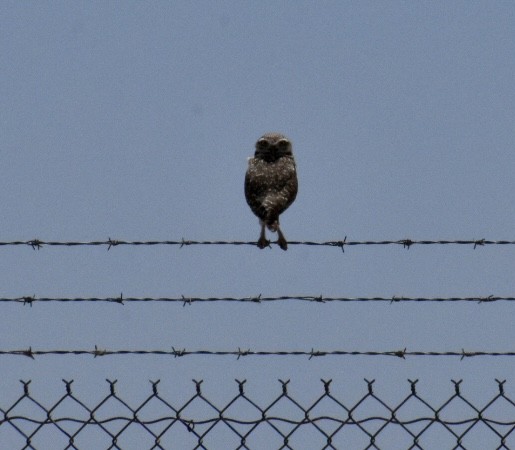 Burrowing Owl (Western) - ML618355471