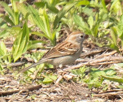 Field Sparrow - ML618355477