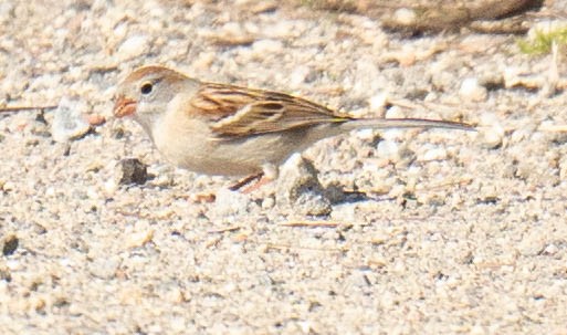 Field Sparrow - ML618355478