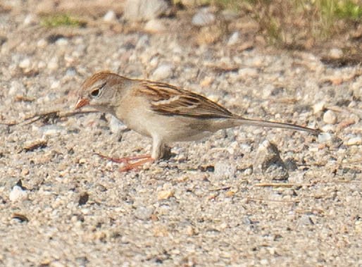 Field Sparrow - ML618355479