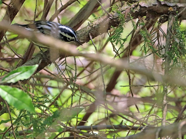 Black-and-white Warbler - ML618355482