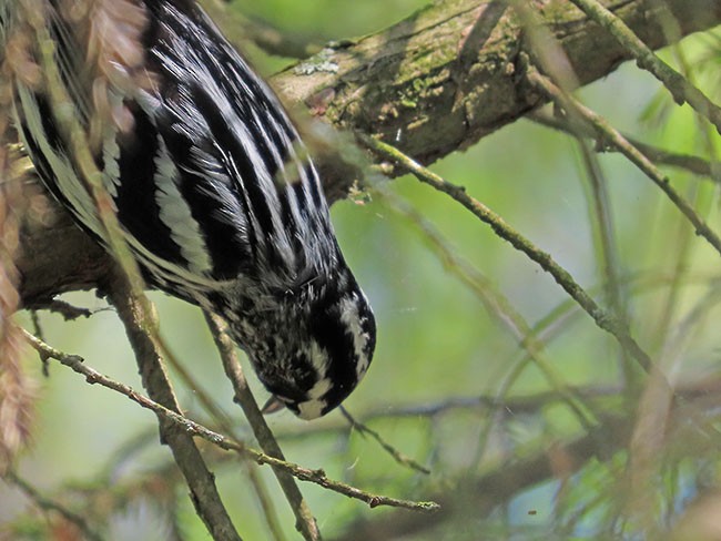 Black-and-white Warbler - ML618355494