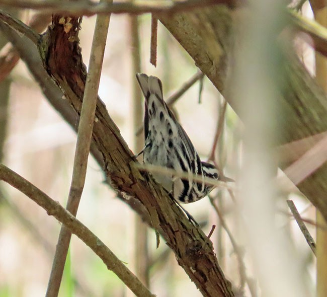 Black-and-white Warbler - ML618355499