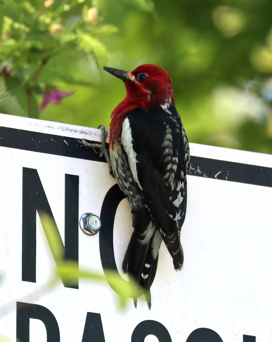 Red-breasted Sapsucker - ML618355512