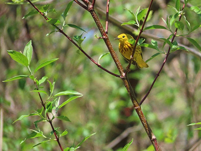 Yellow Warbler (Northern) - ML618355518