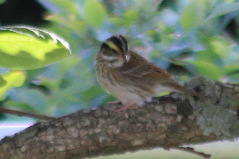 Yellow-browed Bunting - ML618355527