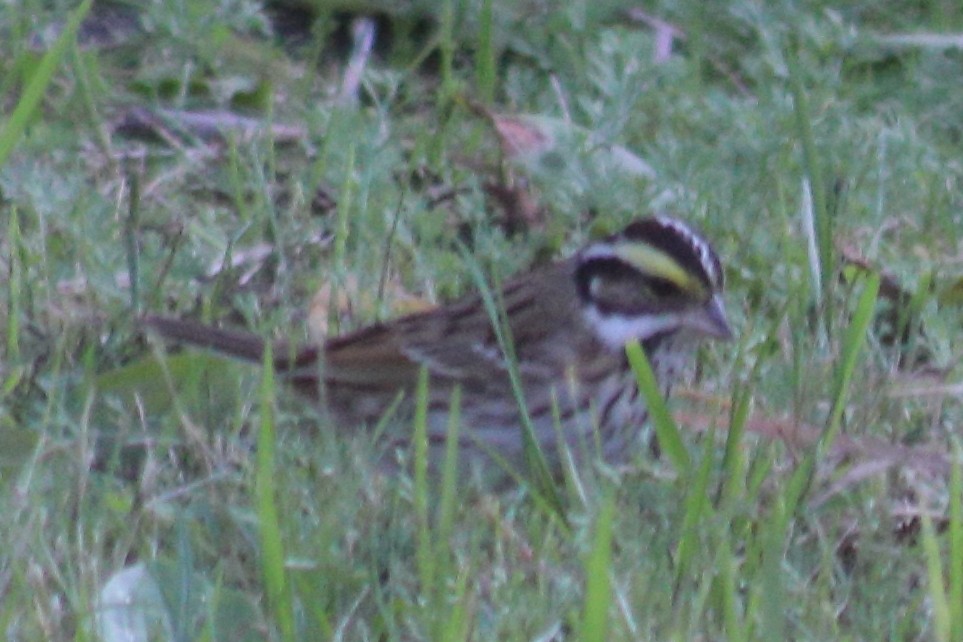 Yellow-browed Bunting - ML618355529