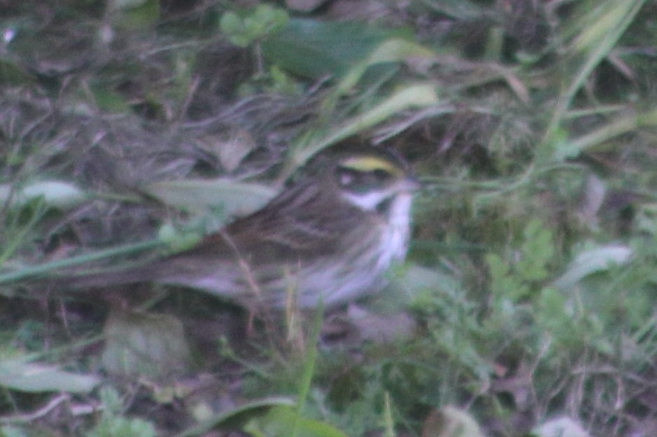 Yellow-browed Bunting - ML618355530
