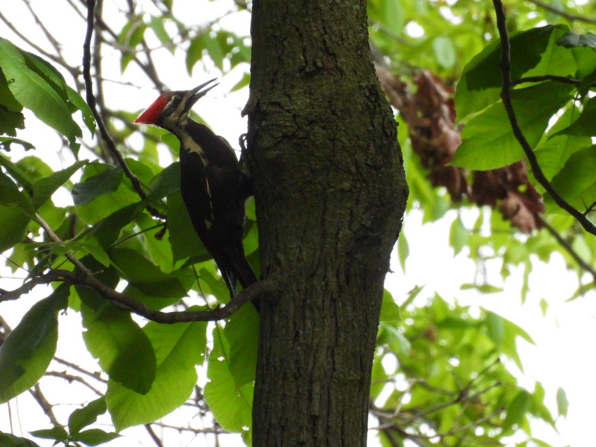 Pileated Woodpecker - ML618355535