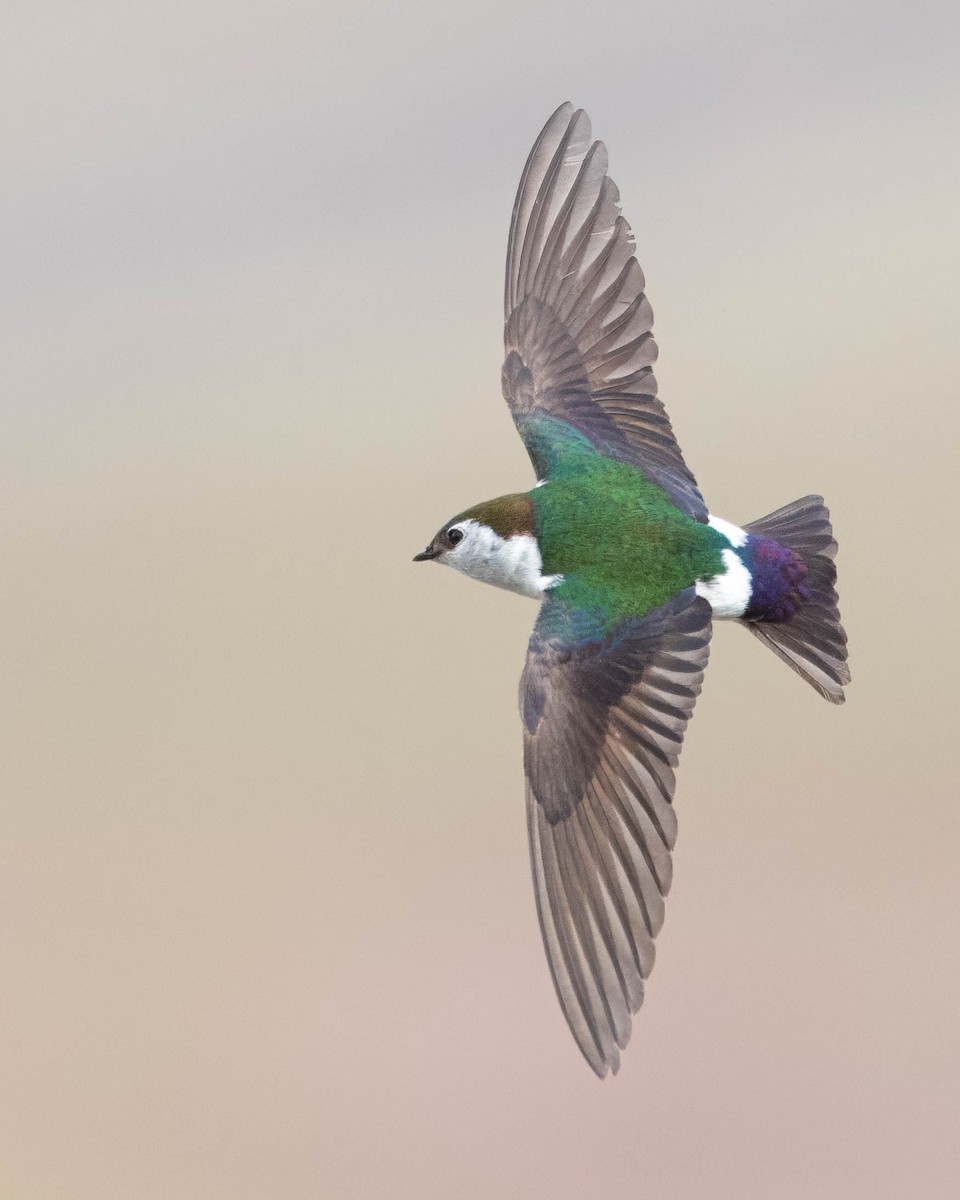 Violet-green Swallow - ML618355539