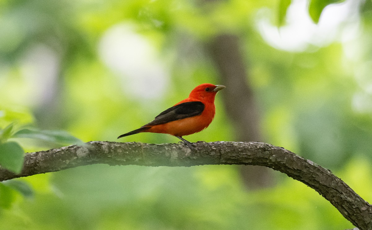 Scarlet Tanager - ML618355541