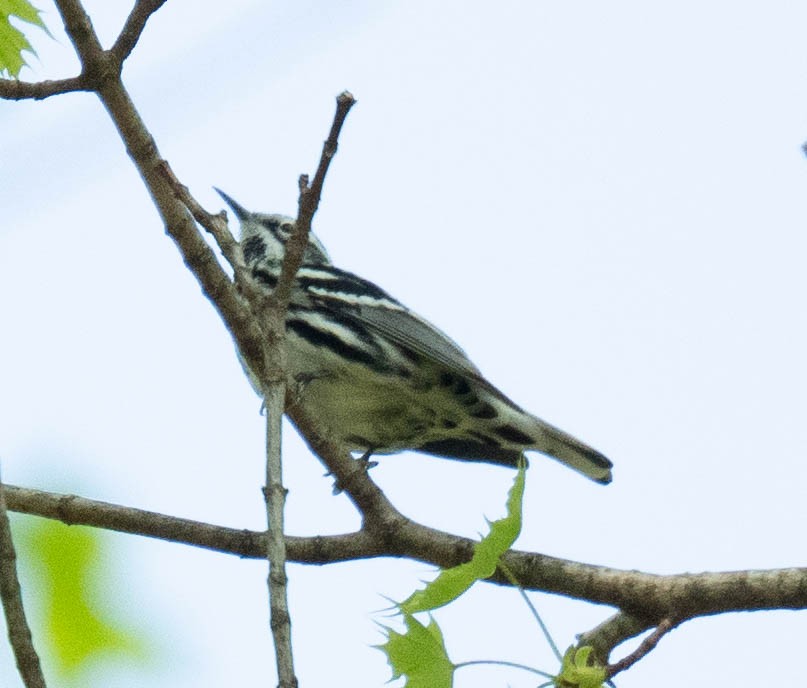 Black-and-white Warbler - ML618355546