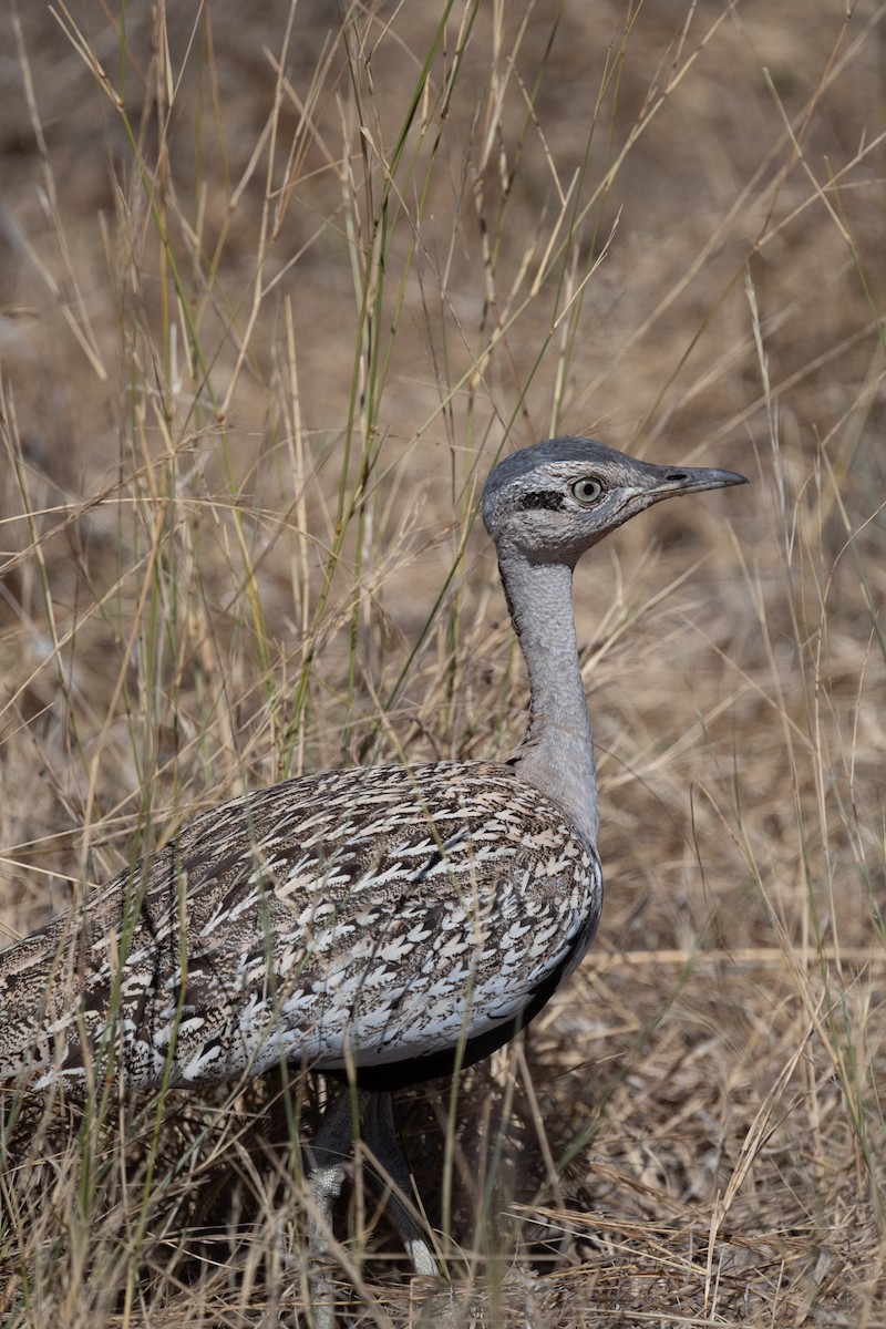 Red-crested Bustard - ML618355550