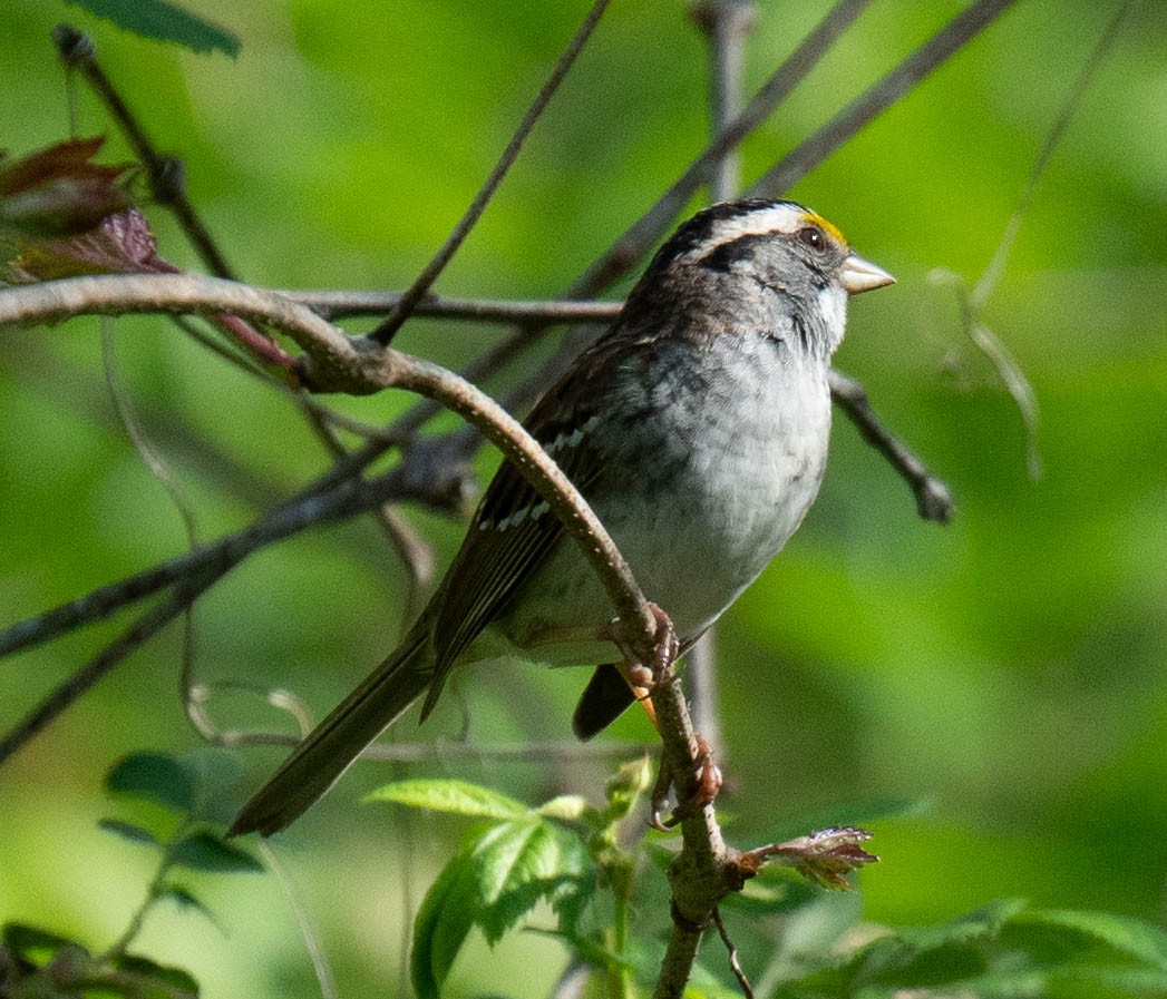 White-throated Sparrow - ML618355552