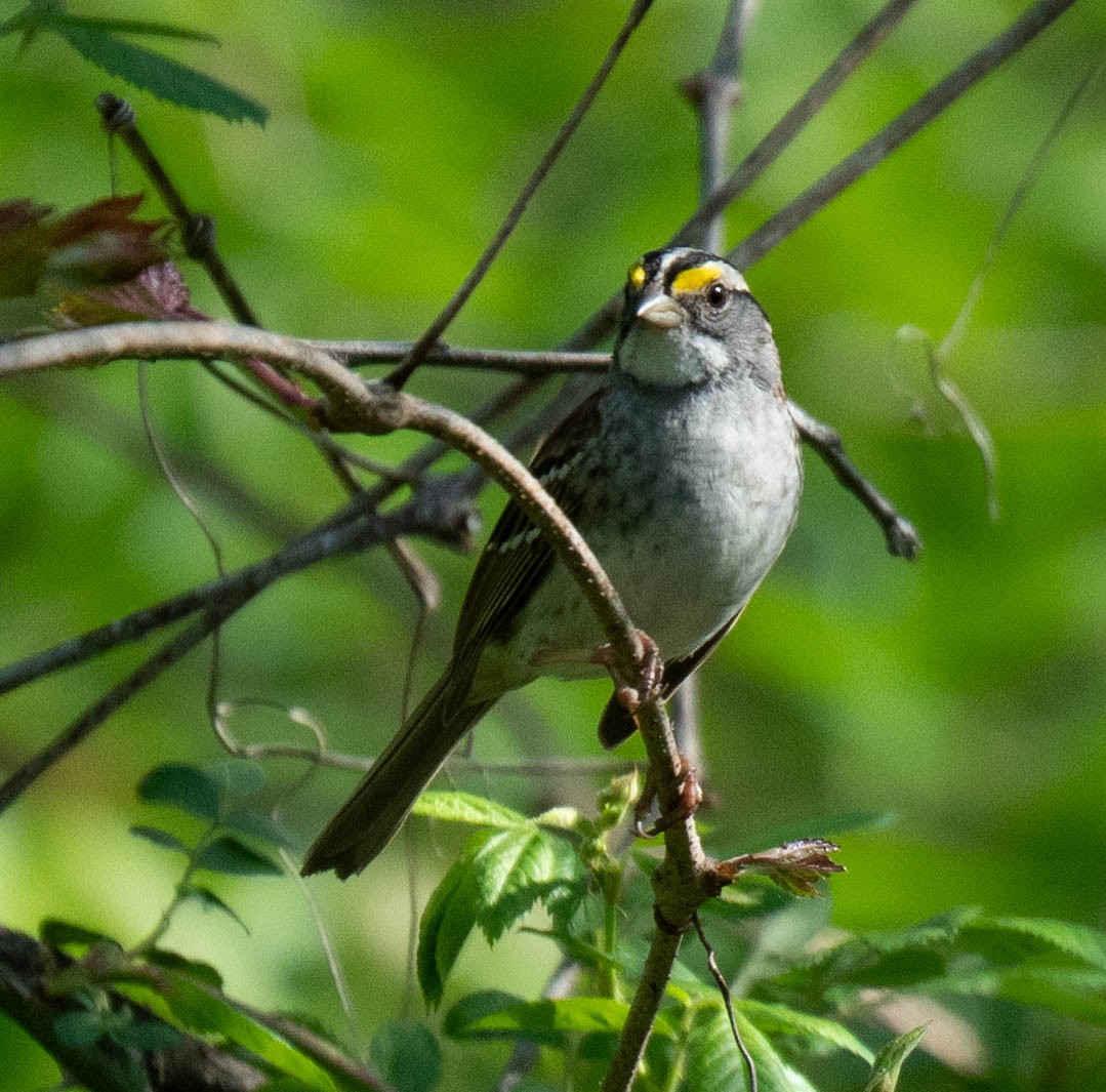 White-throated Sparrow - ML618355553