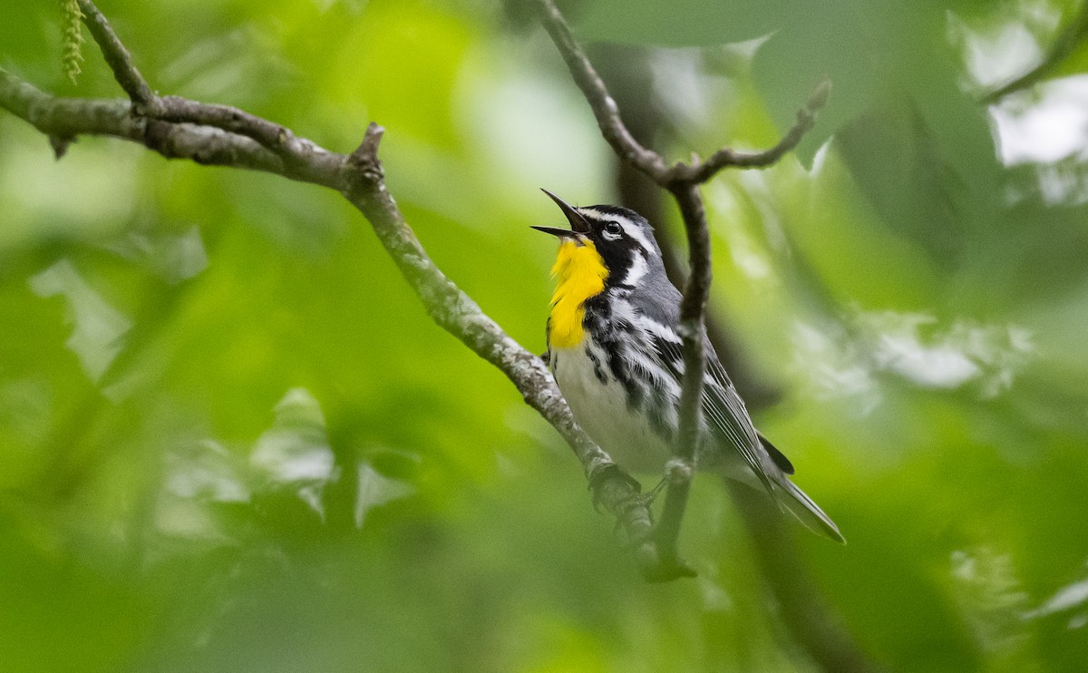 Yellow-throated Warbler - ML618355561