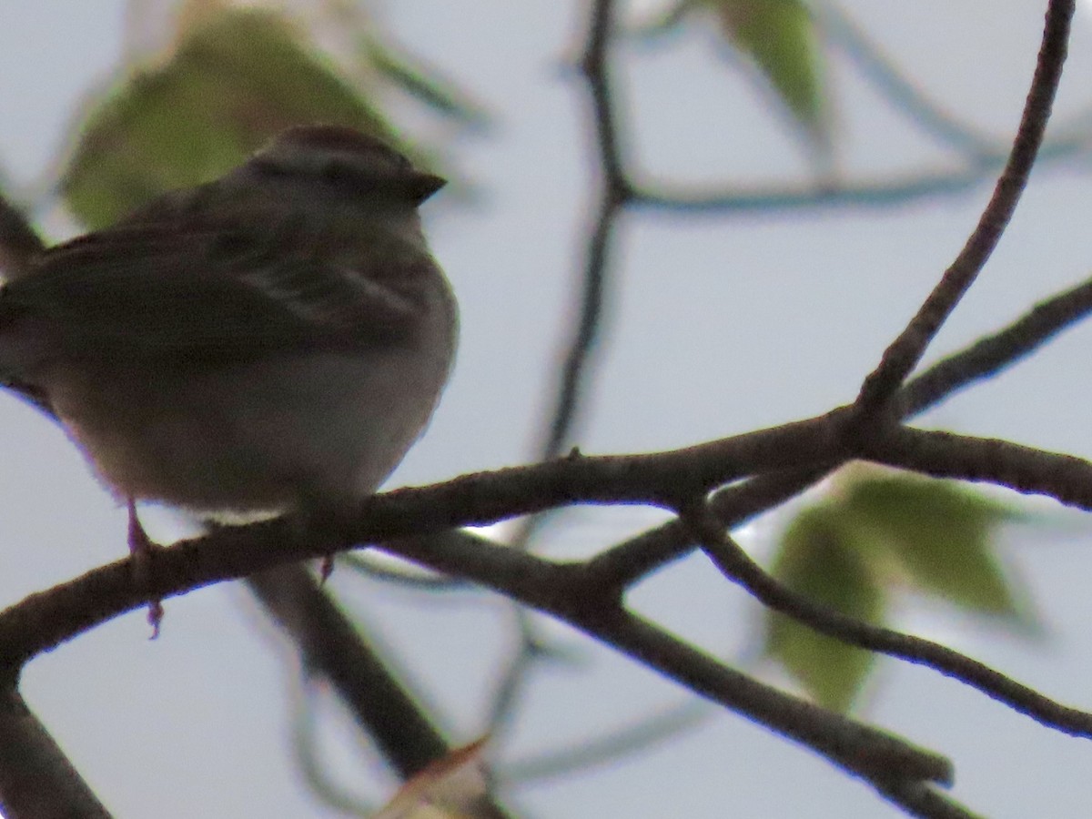 Chipping Sparrow - ML618355563