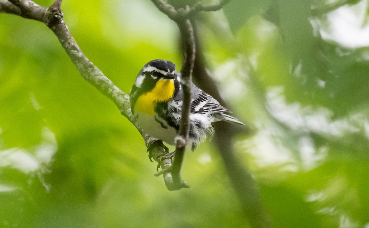 Yellow-throated Warbler - Taylor Long