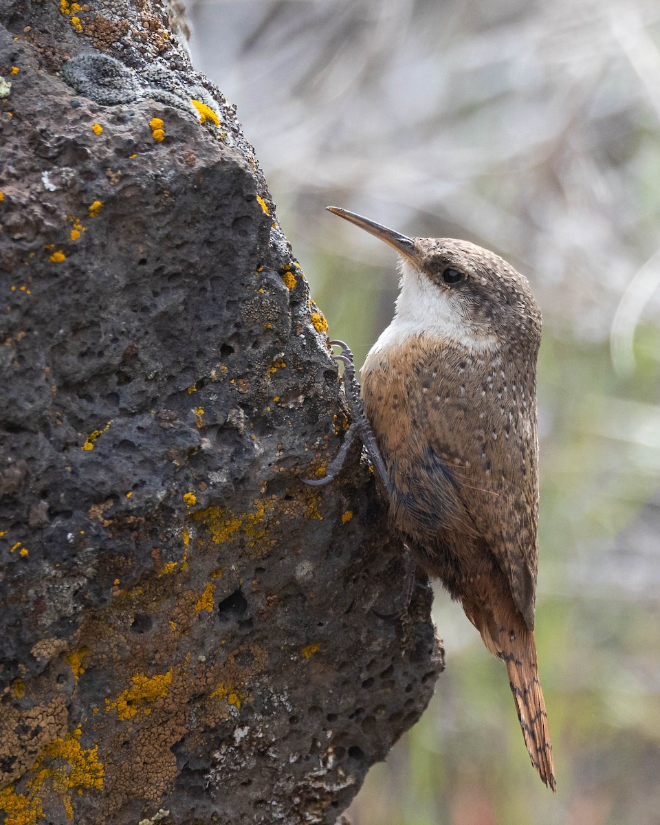 Canyon Wren - Andy DeBroux