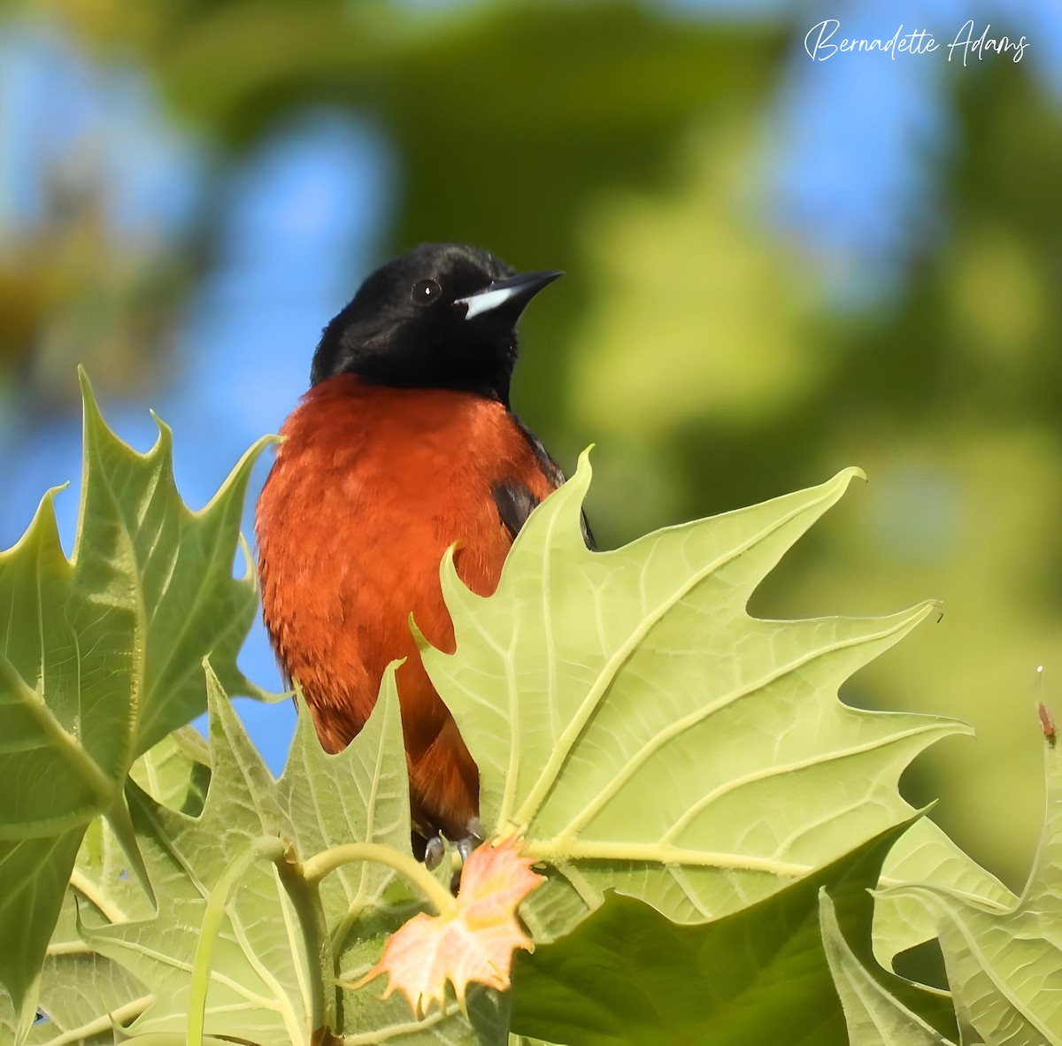 Orchard Oriole - ML618355618