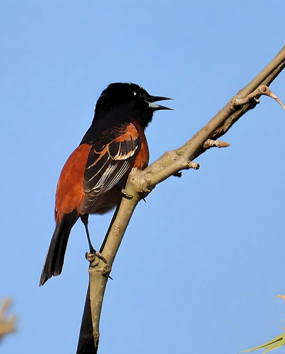 Orchard Oriole - ML618355619