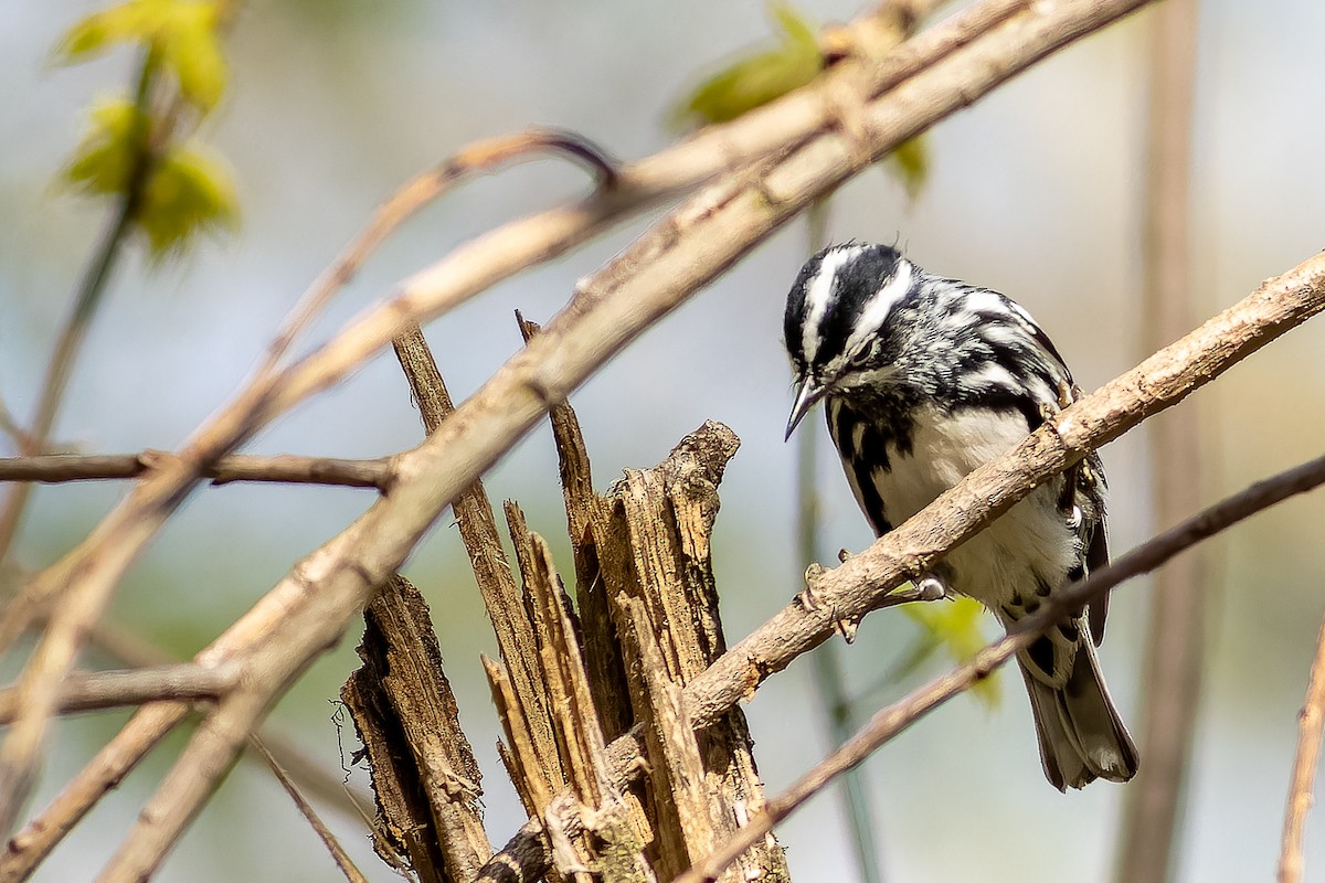 Black-and-white Warbler - ML618355623
