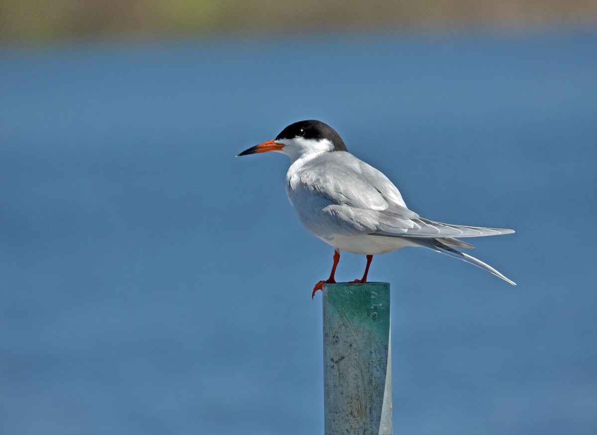 Forster's Tern - James R. Hill, III