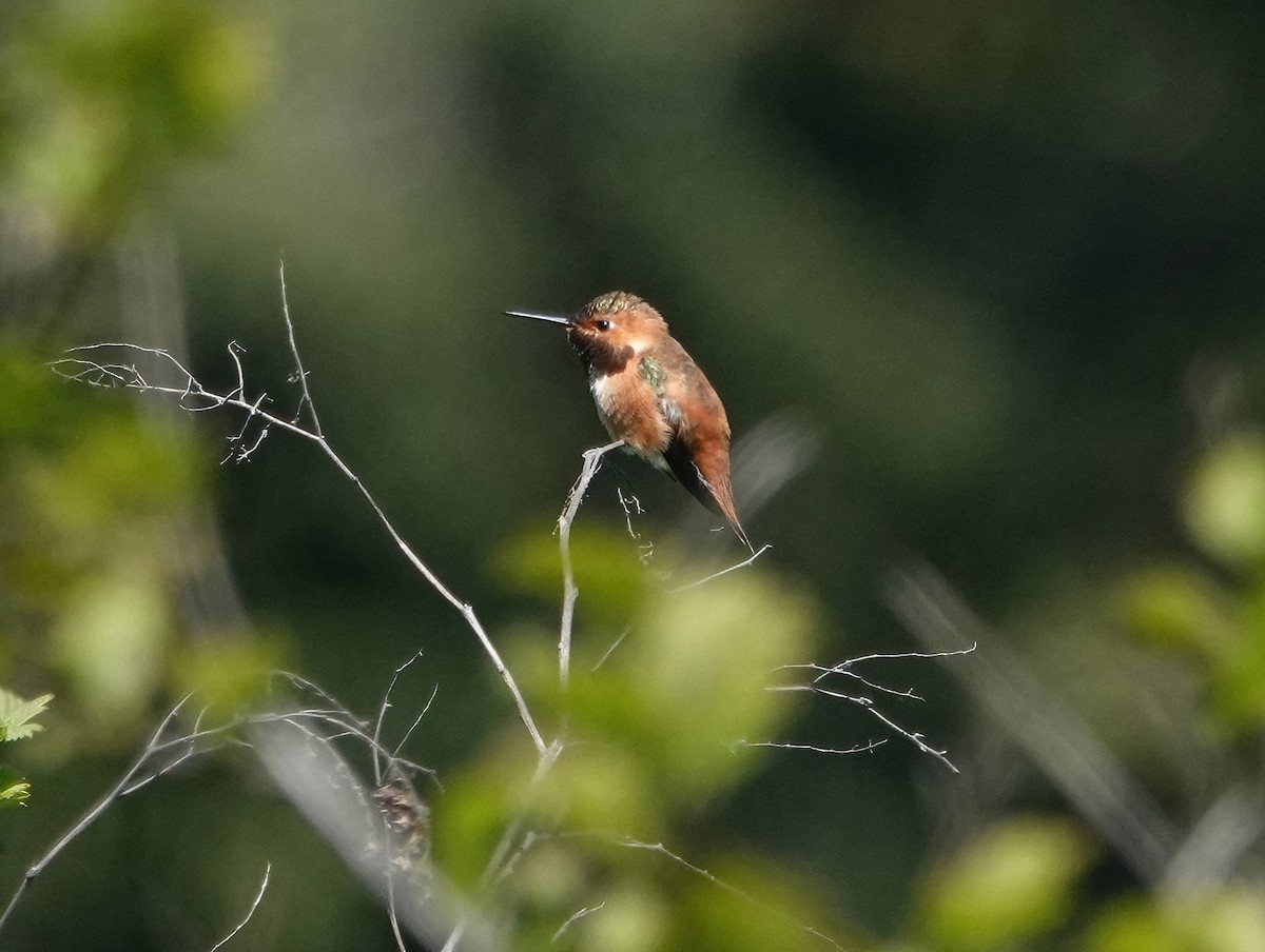 Rufous Hummingbird - ML618355734
