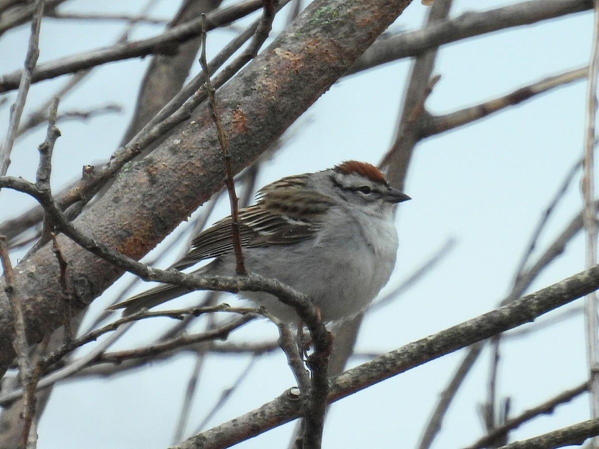 Chipping Sparrow - ML618355741