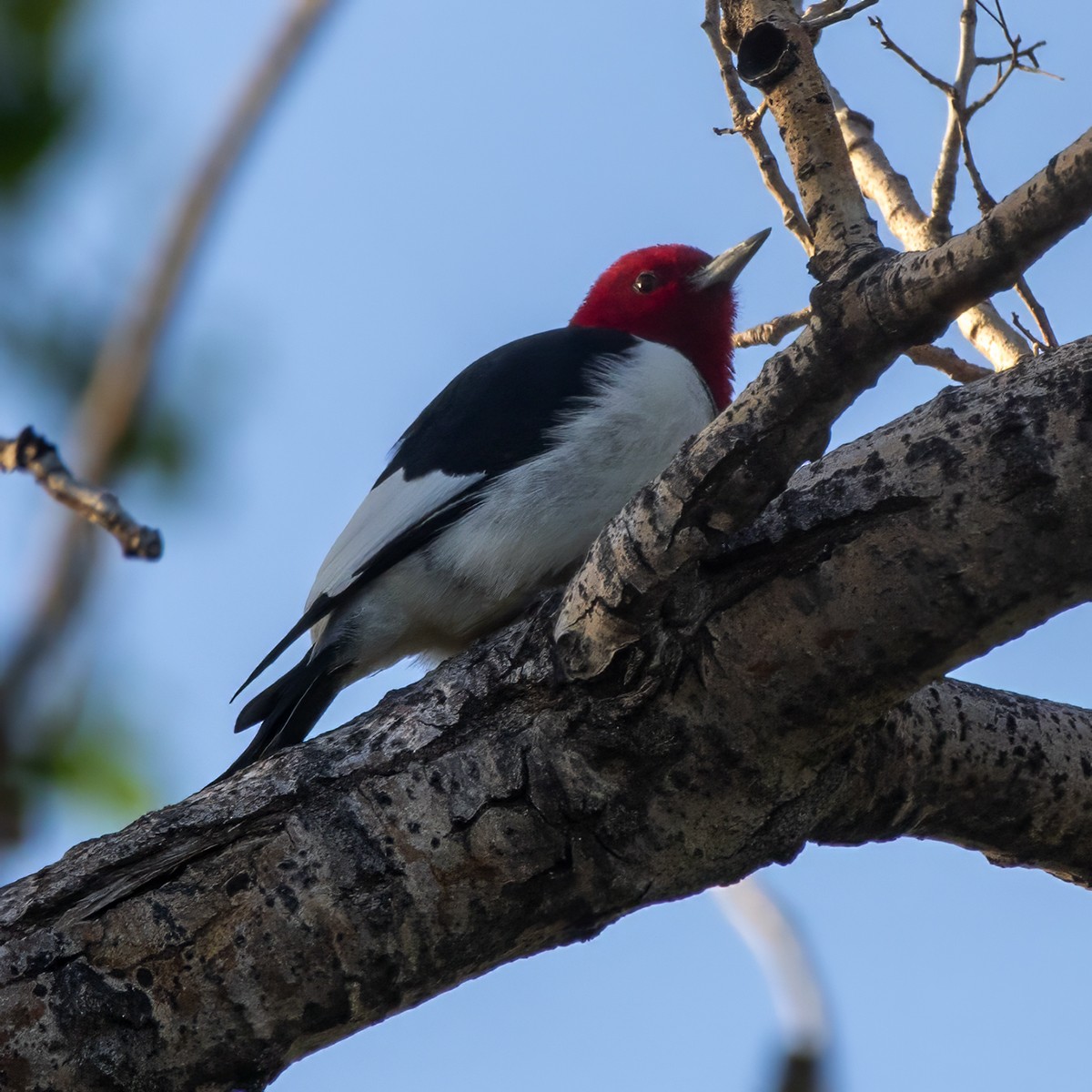Red-headed Woodpecker - ML618355757