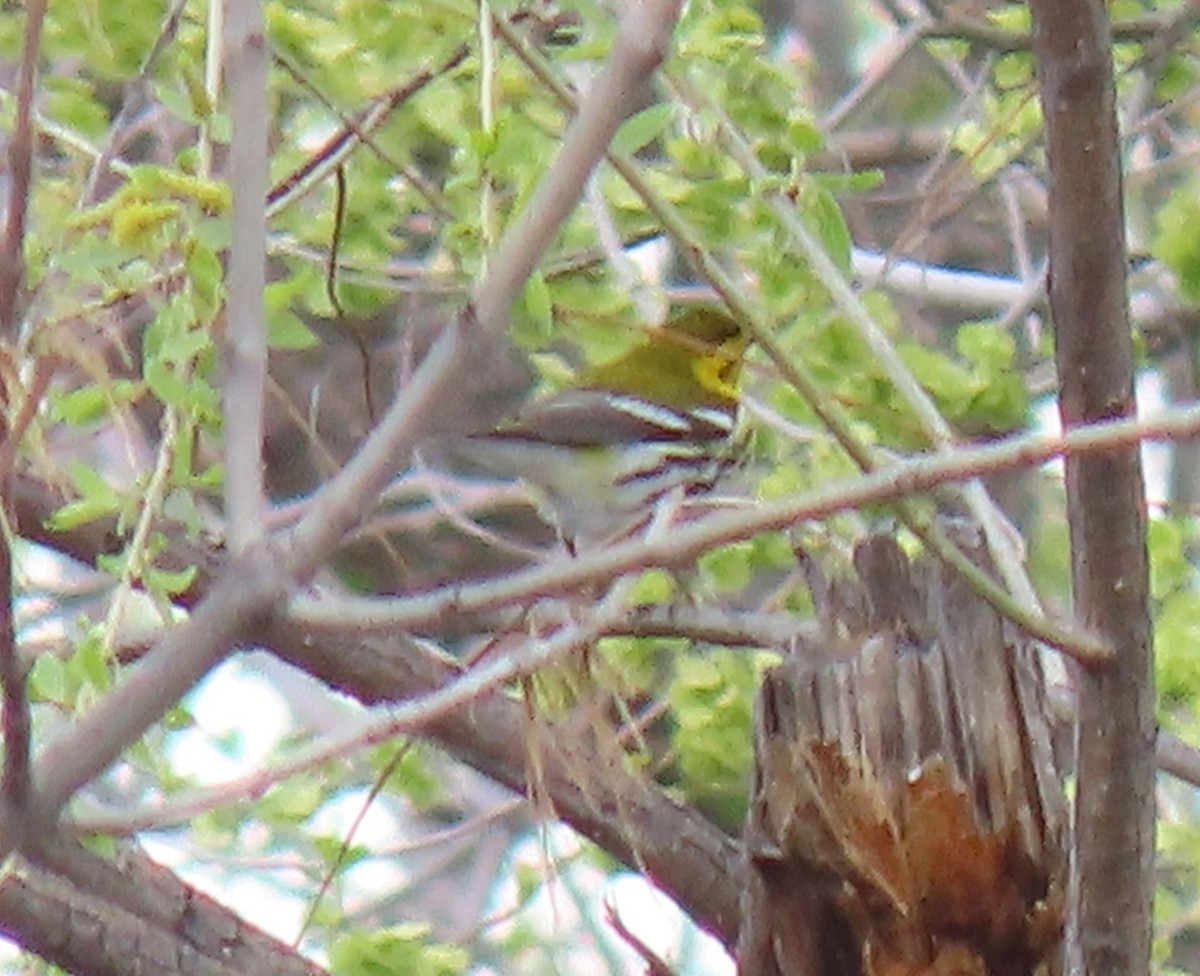 Black-throated Green Warbler - ML618355785