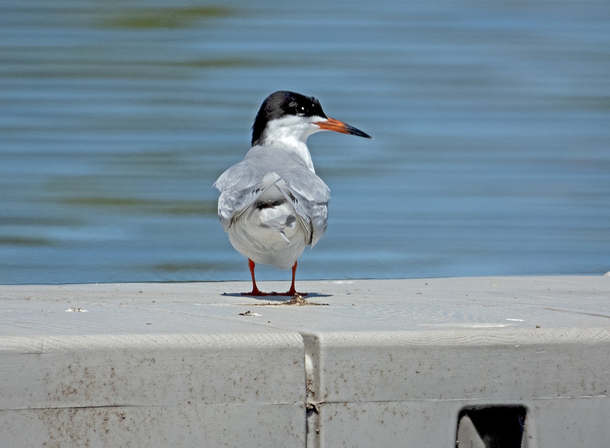 Forster's Tern - James R. Hill, III