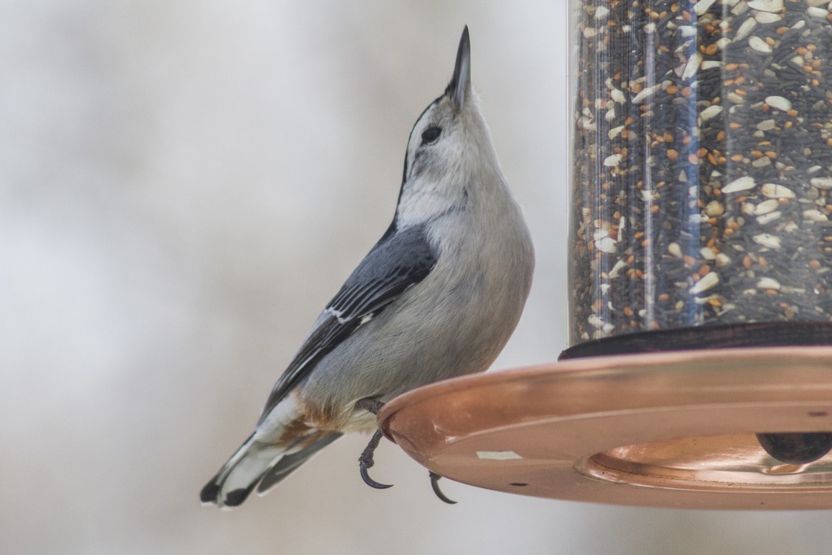 White-breasted Nuthatch - ML618355807