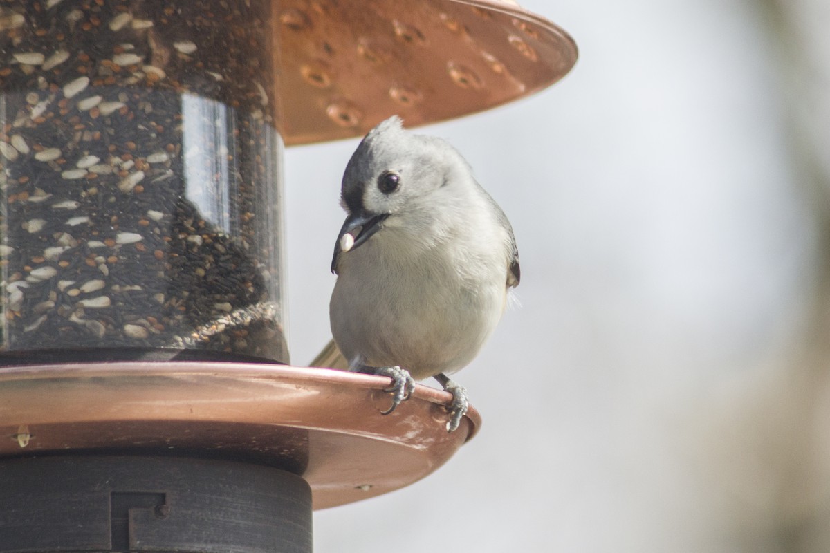 Tufted Titmouse - Catherine Downie