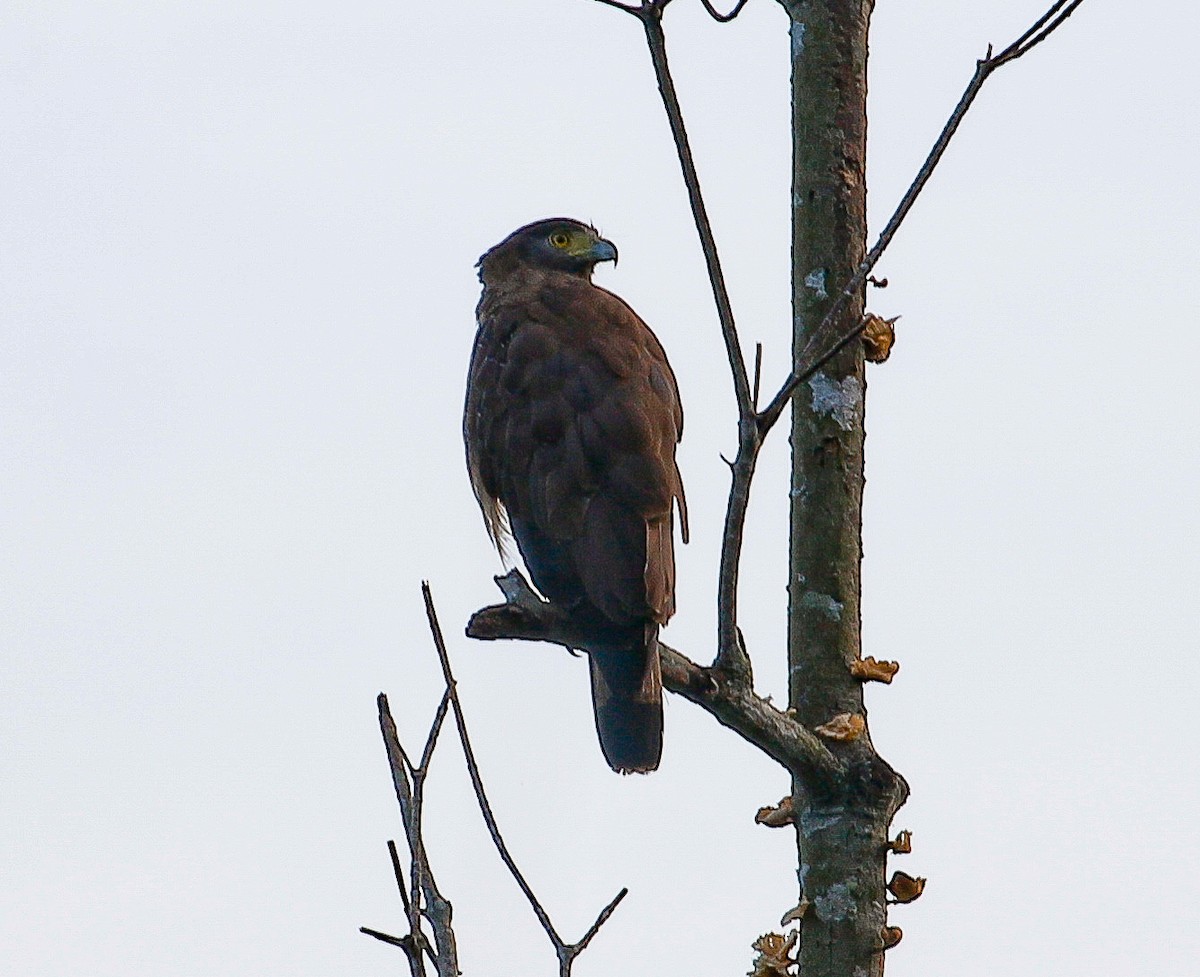 Crested Serpent-Eagle - ML618355849
