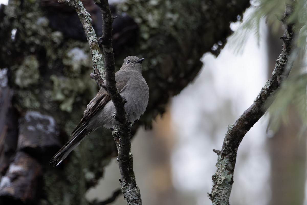 Townsend's Solitaire - ML618355850