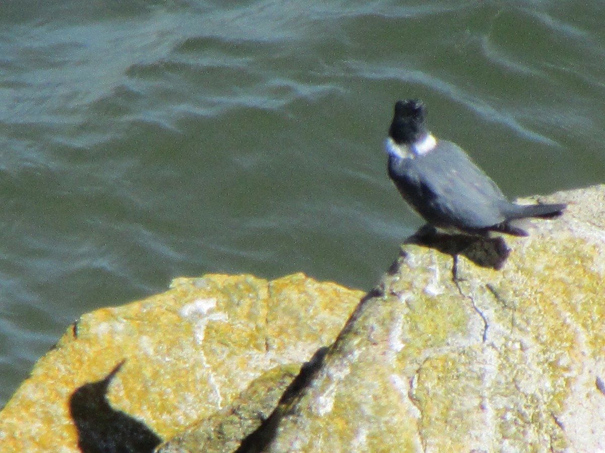 Belted Kingfisher - ML618355857