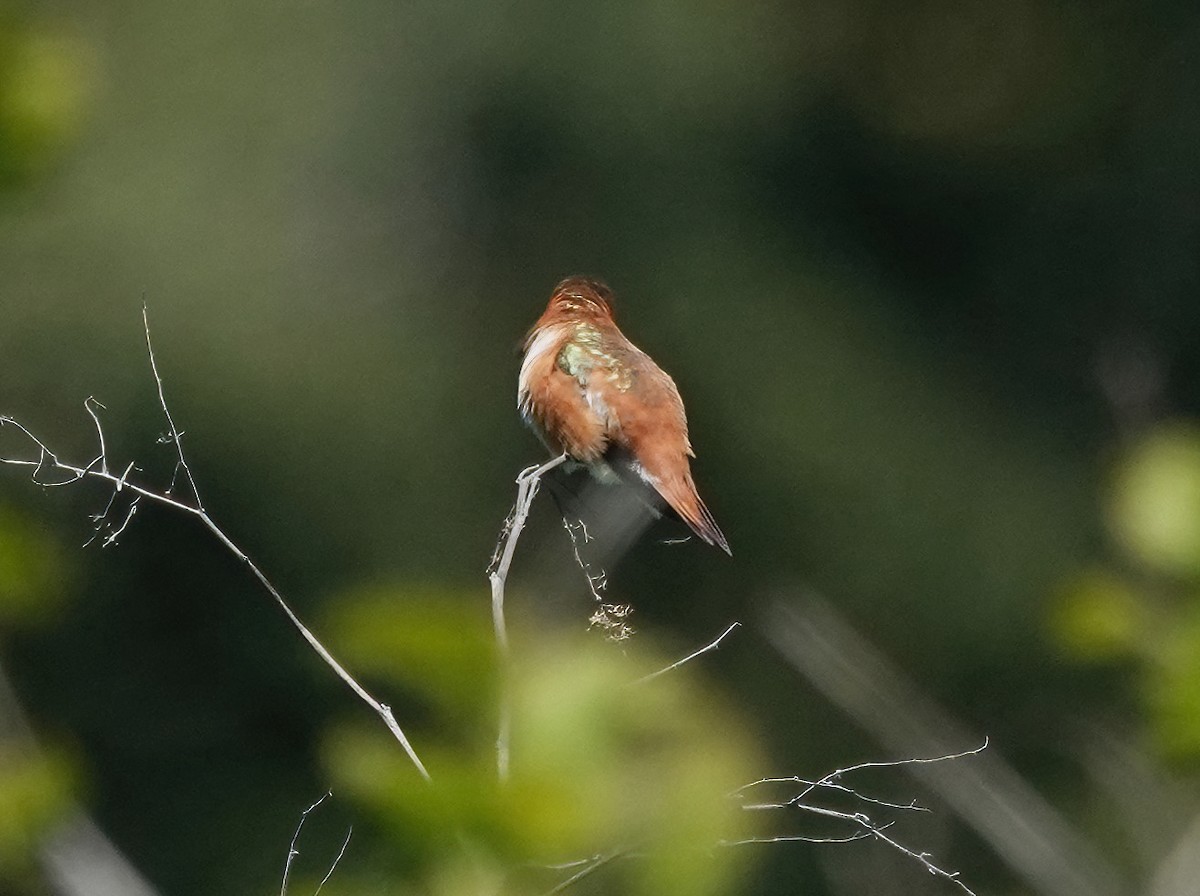 Rufous Hummingbird - ML618355880
