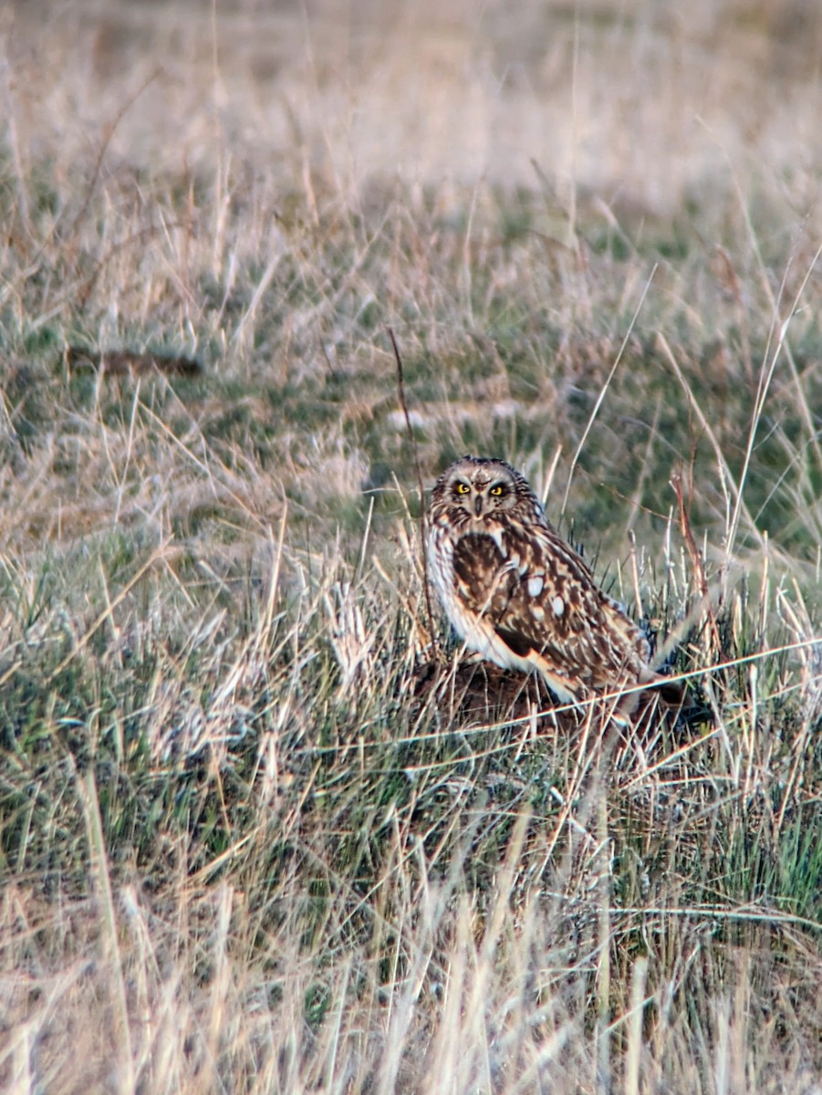 Short-eared Owl - ML618355882