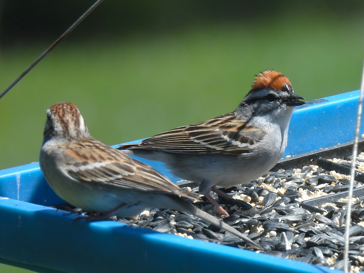 Chipping Sparrow - ML618355906