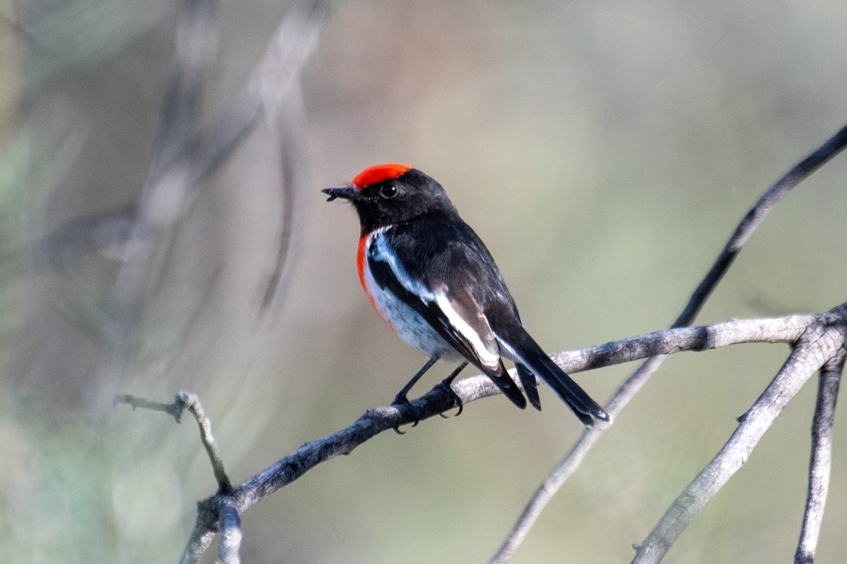 Red-capped Robin - ML618355937