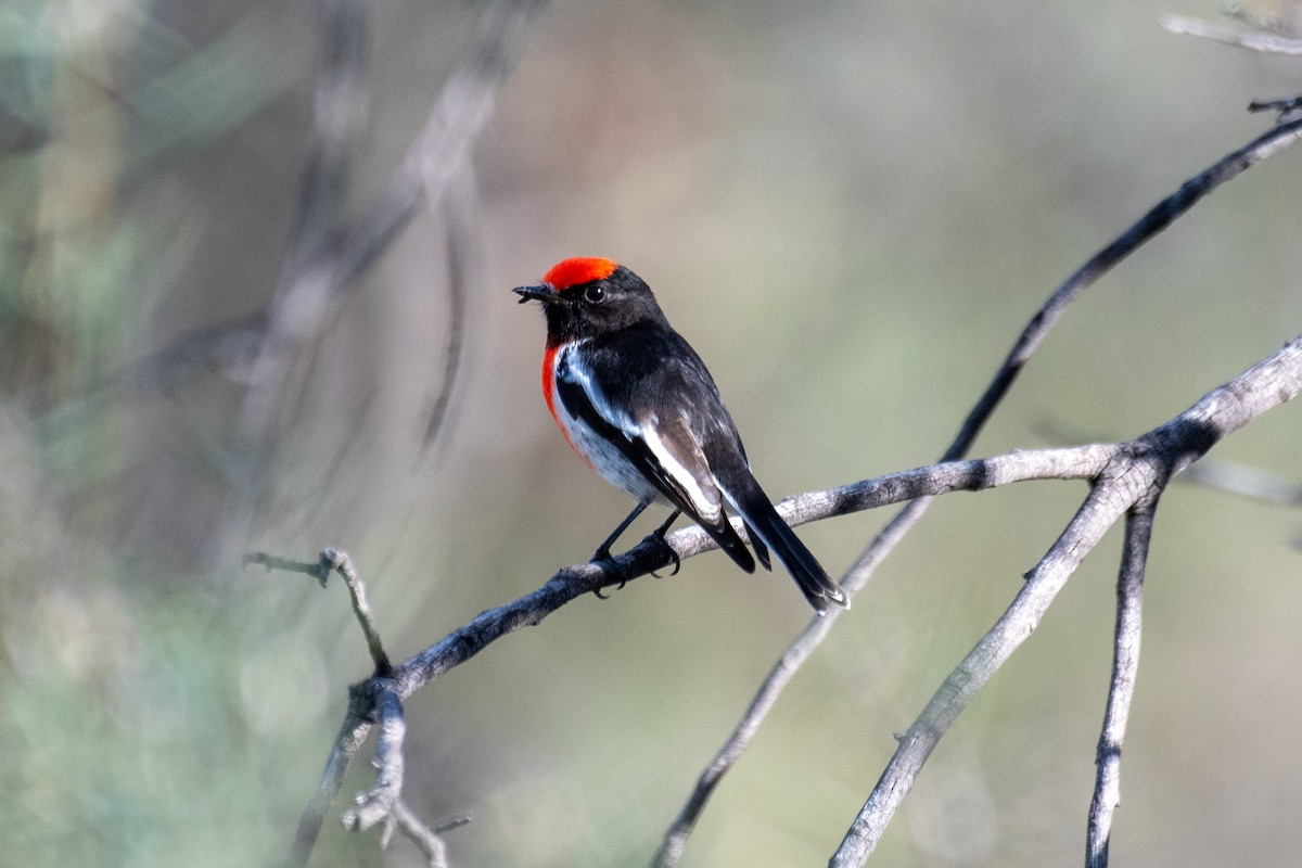 Red-capped Robin - ML618355938