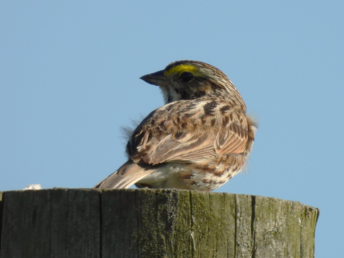 Savannah Sparrow - ML618355940