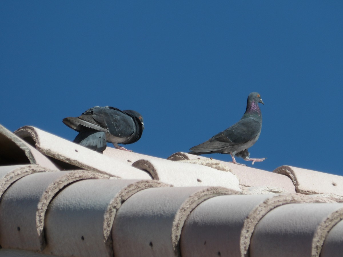 Rock Pigeon (Feral Pigeon) - ML618355990