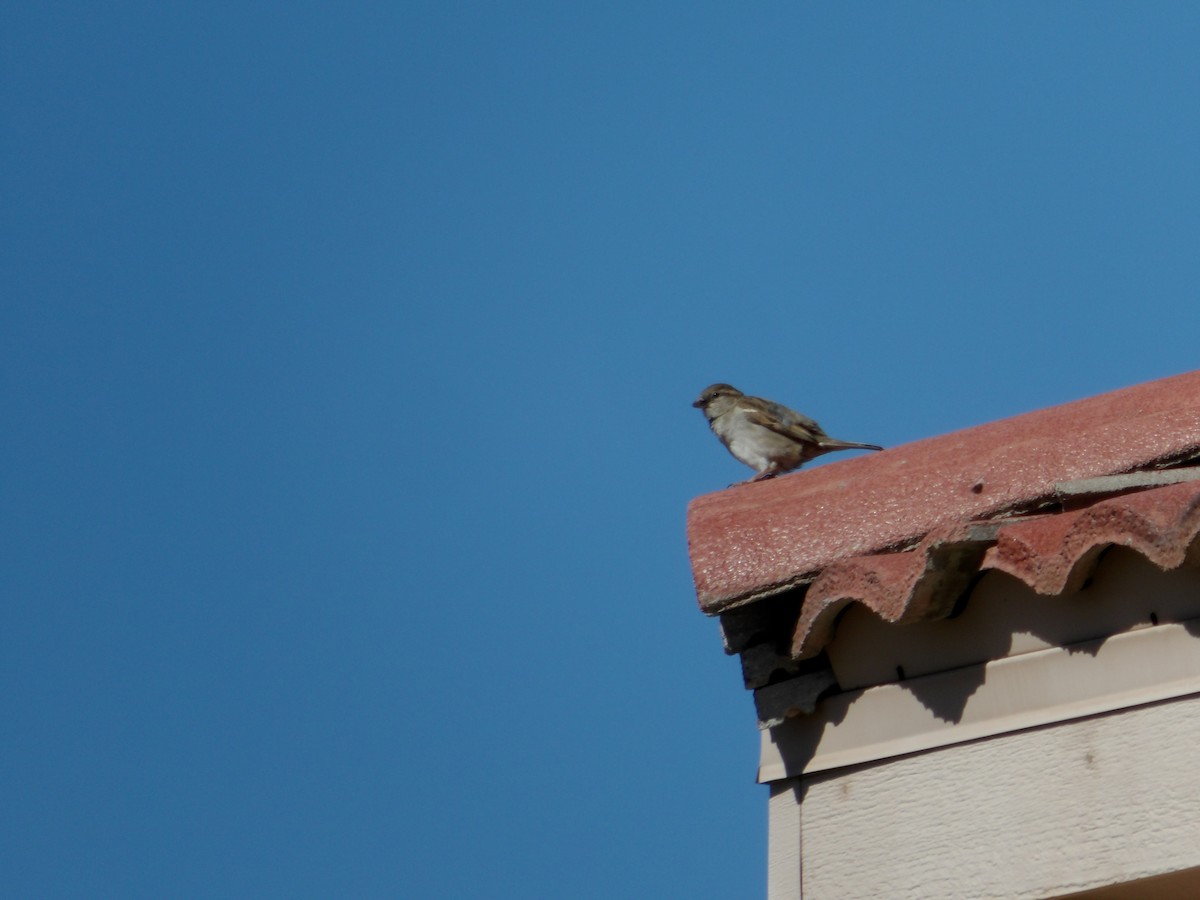 House Sparrow - ML618355993