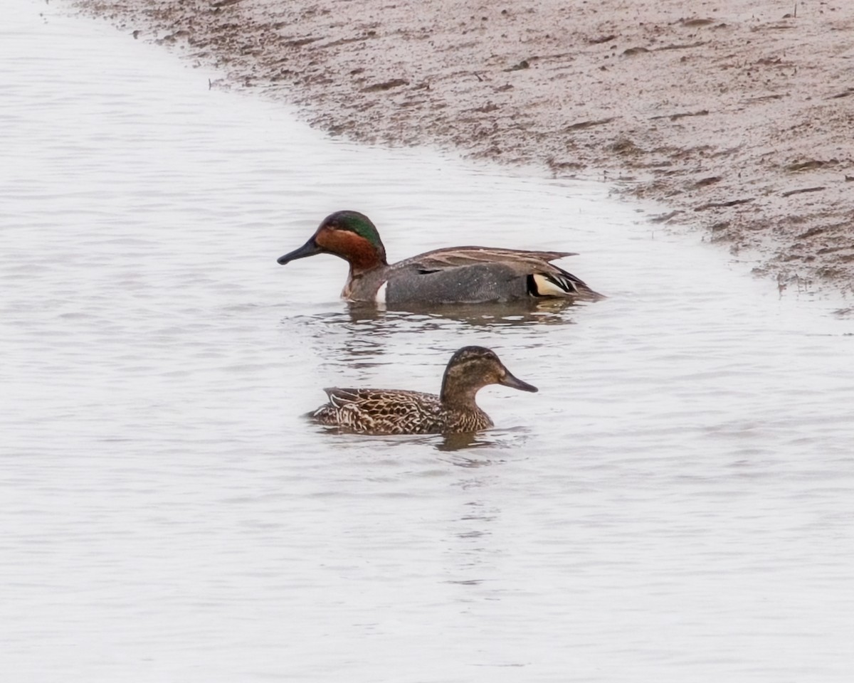 Green-winged Teal - ML618355996