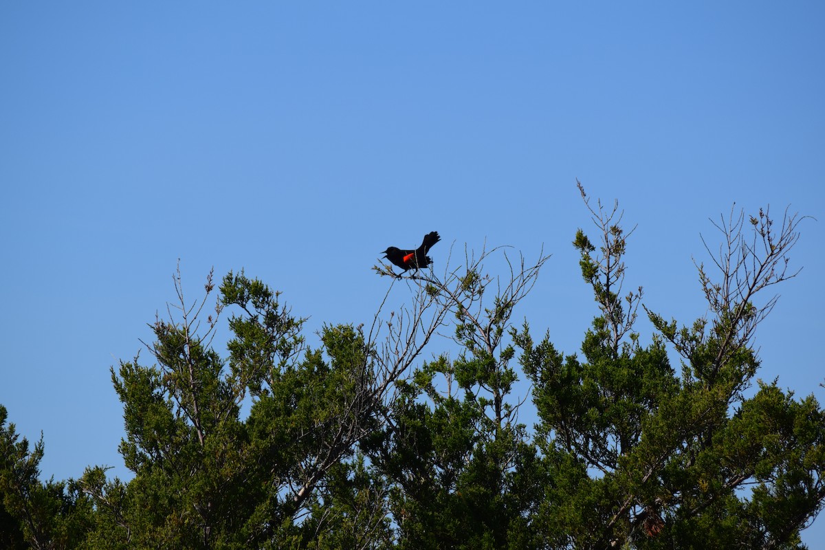 Red-winged Blackbird - ML618356004